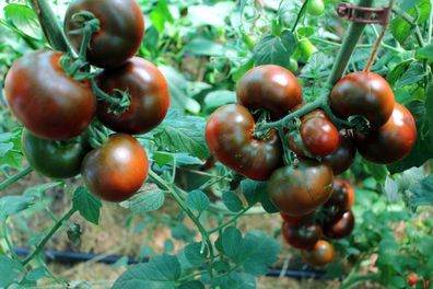 Tomate Revilla aus Spanien Tomato 5+ Samen - Seeds - Graines Gemüsesamen P 405