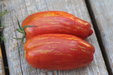 Tomate Speckled Roman 5+ Samen - Saatgut - Seeds - Stabtomate aus den USA P 374