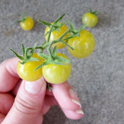 Tomate White Currant 5+ Samen - Seeds- Graines - Ertragreich und FEIN! P 172