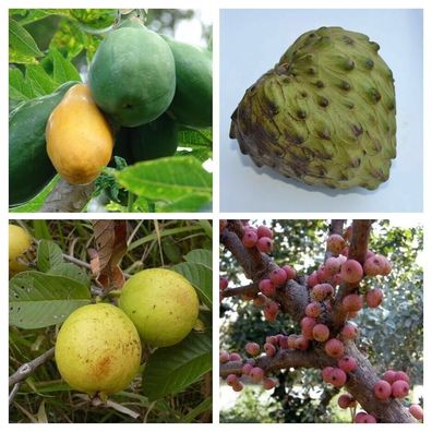 Tropische Früchte Paket aus 4 Sorten 65+ Samen Tropical fruits Papaya V 134