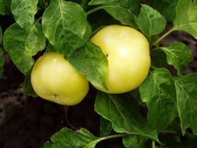 Ungarische Apfelpaprika - Süß - 5+ Samen - Saatgut - Édesalma Ca 026