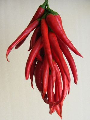 Ungarische Rote Katzenpaprika - Macskapiros - 10+ Samen - Seeds- Graines Ch 217