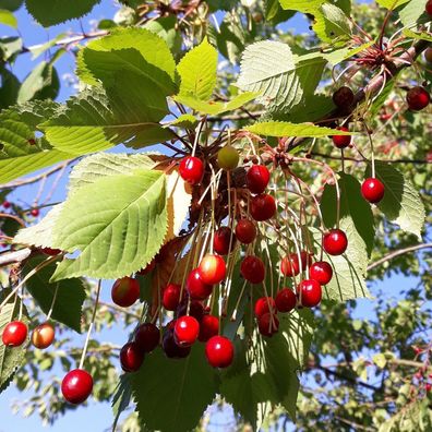 Vogelkirsche - Prunus avium - Wild Cherry 25+ Samen - Seeds - Graines G 094