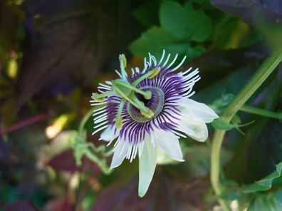 Wald-Passionsblume - Passiflora morifolia - Blue Sweet Calabash 10+ Samen Gx 016