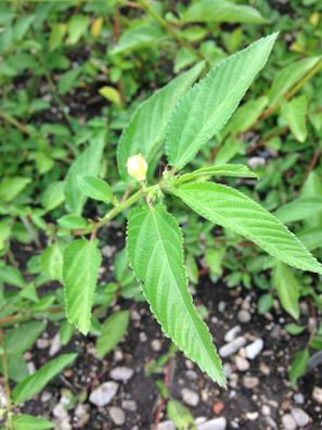 Weisse Jute - Corchorus capsularis - Patsun White Jute 25+ Samen - Seeds L 208