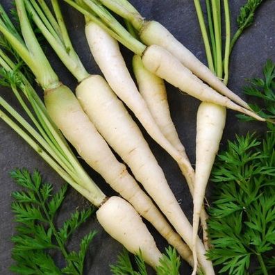 Weiße Möhre - Lunar White Karotte - Carrot - 25+ Samen FEIN und Knackig! R 014
