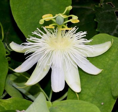 Weisse Passionsblume - Passiflora subpeltata Passionflower 5+ Samen Gx 093