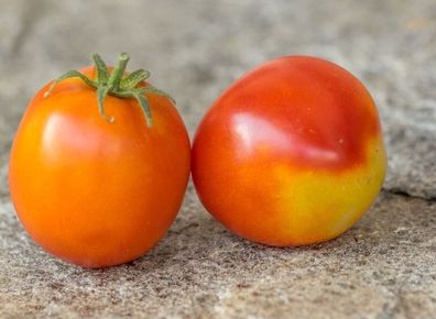 Wilford Tomate Tomato 5+ Samen - Saatgut - Seeds - Gemüsesamen - Graines P 285