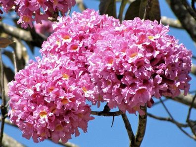 Pink Lapacho Baum - Handroanthus impetiginosus 3+ Samen - Seeds E 277