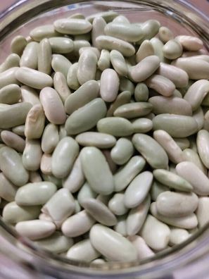Grüne Bohne aus Galizien - Galician Verdina beans 5+ Samen - Seeds H 132