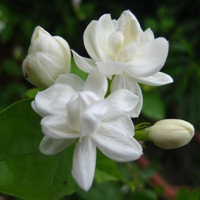 50 weiße arabische Jasminsamen Hohe Keimung Rate schnell wachsende dekorative Blumen