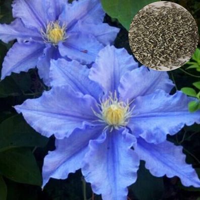 blaue Clematis Gartenpflanzen Samen
