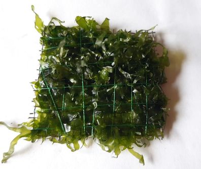 Süßwassertang - (Lomariopsis lineata) Moos - Aquascaping Gitter - Nano 5x5 cm
