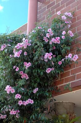 Jasmintrichter 'Pandorea jasminoides' - Bignonia Jas. Kletterpflanze 150-200 cm