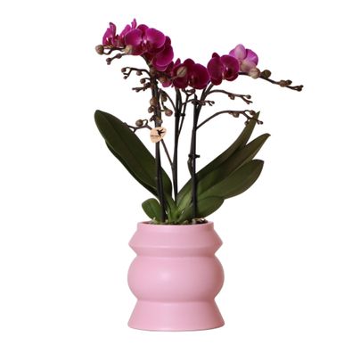 Kolibri Orchids | lila Phalaenopsis Orchidee - Morelia im Turmziertopf rosa - ...