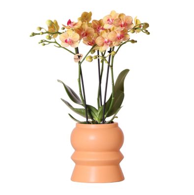Kolibri Orchideen | Orange Phalaenopsis Orchidee - Jamaica + Tower Ziertopf Pfirsi...
