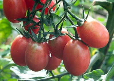Rosita Tomate - 10+ Samen - ROSA und Ertragreich! P 071