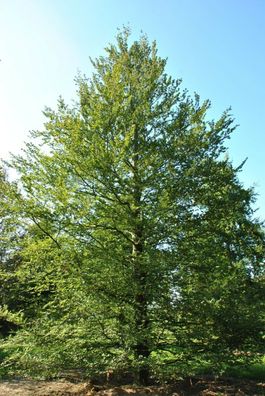 Rotbuche - Fagus sylvatica - European Beech 10+ Samen - Seeds - Graines W 108