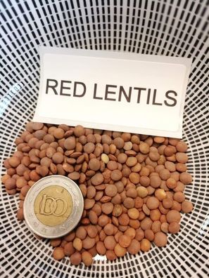 Rote Linsen - Red Lentils - 25+ Samen - Saatgut - Seeds Ertragreich! H 100