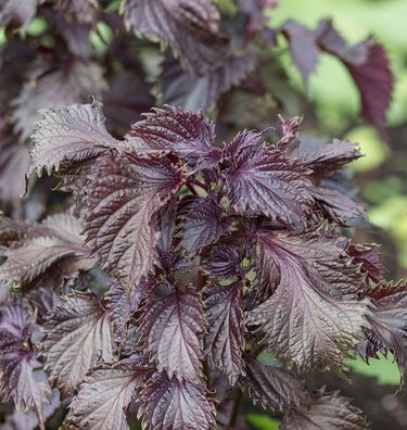 Rote Perilla - Shiso - 20+ Samen - Saatgut - Seeds - Japanische Heirloom! F 071