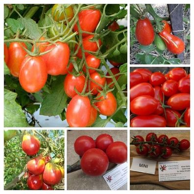 ROTE Tomaten Aus Russland PAKET - Russian TOMATO - aus 6 Sorten 30+ Samen V 119