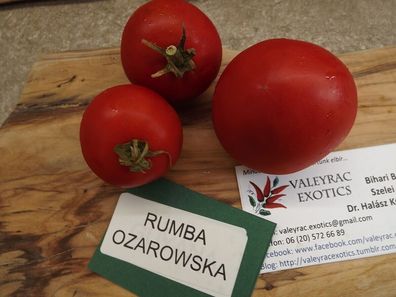 Rumba Ozarowska Tomate - Tomato 5+ Samen - Saatgut - Seeds - Graines P 286