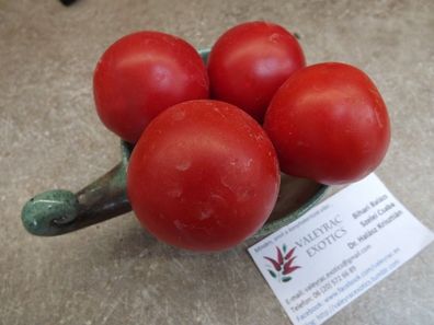 Russischer Apfel Tomate - 10+ Samen - Saatgut - Ertragreich und FRÜHE! P 106