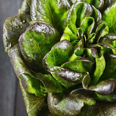 Salat Bronze Mignonette Lettuce 50+ Samen - Saatgut - Seeds - Gemüsesamen L 194