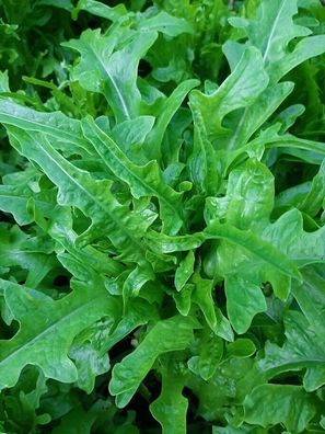Salat Radichetta - Cressonette du Maroc Lettuce 25+ Samen - Saatgut - Seed L 138