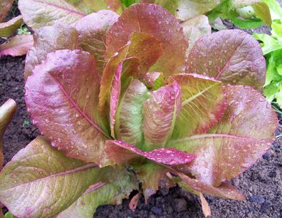 Salat Rouge d´Hiver Lettuce - Winterrot 100+ Samen - Saatgut - Seeds L 089