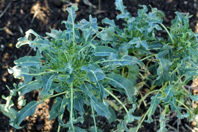 Salatbroccoli Minestra nera - Broccoli - 25+ Samen - Saatgut Seeds Graines B 006