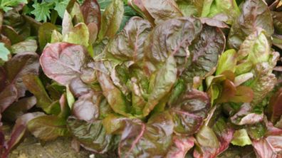 Salate Vier Jahreszeiten - Meraviglia delle Quattro Stagioni 200+ Samen L 007