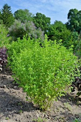 Samtbasilikum - Barhat Basil - Ocimum basilicum 20+ Samen - Seeds F 125