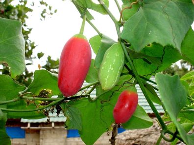 Scharlachranke - Tindora - IVY GOURD Coccinia grandis 10+ Samen - Seeds - Cu 028