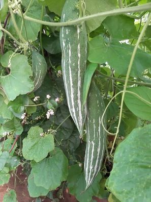 Schlangenhaargurke - Asian Serpent Melon - Trichosanthes 3+ Samen - Seeds C 070