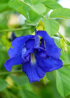 Schmetterlingserbse - Clitoria ternatea - Butterfly Pea 5+ Samen - Seeds Ed 037