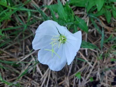 Schnee - Nachtkerze - Evening Primrose - Oenothera speciosa Alba 20+ Samen Ed 048