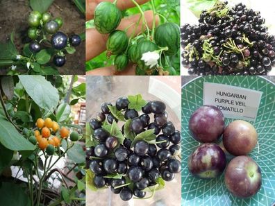 Schnellwachsende Früchte Paket - 125+ Samen - Seeds Tomatillo Tamarillo V 157