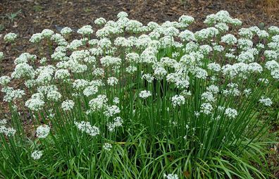 Schnittknoblauch - Allium tuberosum - 25+ Samen - Saatgut - Seeds R 041