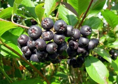 Schwarze Apfelbeere - Aronia melanocarpa - Black chokeberry 5+ Samen - Seeds G 106