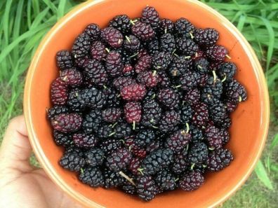 Schwarze Maulbeere - Morus nigra - Black Mulberry - 200+ Samen - Seeds G 048