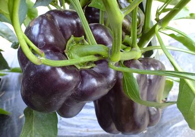 Schwarzer süsser Paprika - Black Beauty - 5+ Samen - Saatgut Gemüsesamen Ca 023