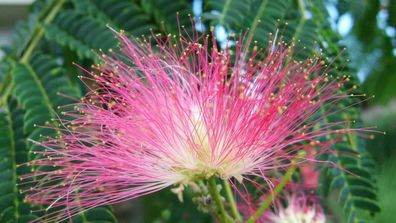 Seidenbaum - Albizia julibrissin - 10+ Samen - Winterharte SCHÖNE! W 264