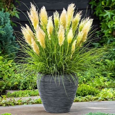 1 x Cortaderia selloana ‚Tiny Pampa‘ (Ziergras/ Gräser/ Staude) Pampasgras Neuheit