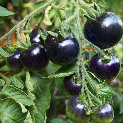 50Pcs / Beutel Tomatensamen Lebensfähige essbare lebende Gemüsesamen für Hofkinder An