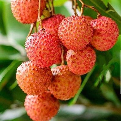 Frische Fruchtsamen mit 20Pcs Litchi Samen Liquique Lychee Garten Bonsai Pflanzen Sel