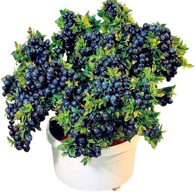 Frische Fruchtsamen mit 50Pcs Blaubeerbaum Samen Obst Lebensmittel Samen Topf Bonsai