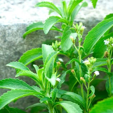 Stevia Samen, 100Pcs / Bag Sweet Leaf Samen Natur Zucker Essbare Kräuter Pflanze Stev