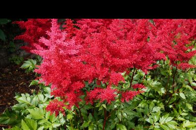 1 x Astilbe arendsii ‚Astary Red‘ (Winterhart/ Stauden) Prachtspiere