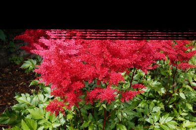 3 x Astilbe arendsii ‚Astary Red‘ (Winterhart/ Stauden) Prachtspiere